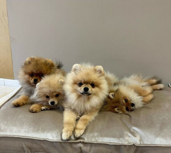 Luxe velvet honden ligkussen champagnekleur