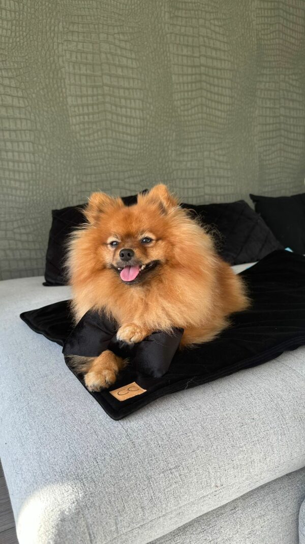 Luxe velvet honden plaid hondenspeelgoed strikje velvet