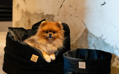 Hoe verminder ik het verharen bij mijn hond?